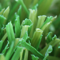 W Blade-80 W Blade-80