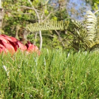 Artificial turf synthetic plants blue sky beautiful lawn landscape turf no water maintenance garden landscaping services Artificial turf synthetic plants blue sky beautiful lawn landscape turf no water maintenance garden landscaping services