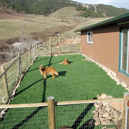 Artificial Turf Congress, Arizona Cat Grass, Backyard Landscape Ideas