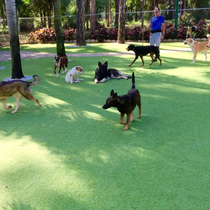 Artificial Turf Cost San Carlos, Arizona Artificial Grass For Dogs, Grass for Dogs