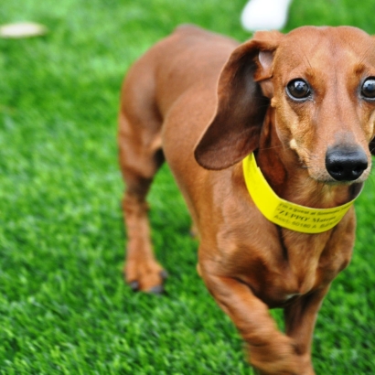 Artificial Turf Cost Whispering Pines, Arizona Artificial Turf For Dogs, Dog Kennels