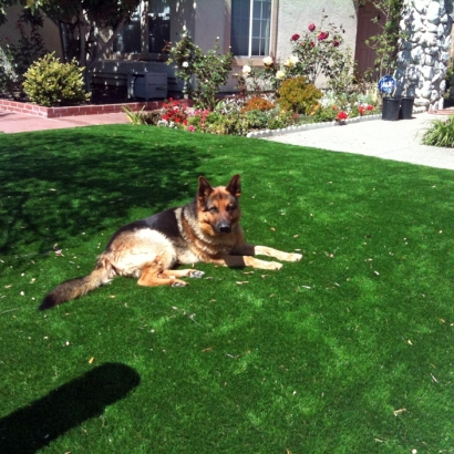 Artificial Turf Installation San Manuel, Arizona Dog Hospital, Dogs Runs