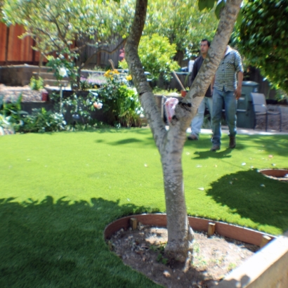 Grass Carpet Aguila, Arizona City Landscape, Small Backyard Ideas