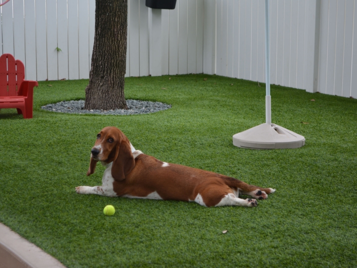 Artificial Grass Installation Williamson, Arizona Dog Run, Grass for Dogs