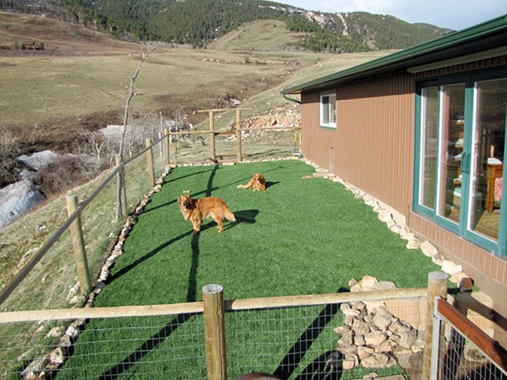 Artificial Turf Congress, Arizona Cat Grass, Backyard Landscape Ideas