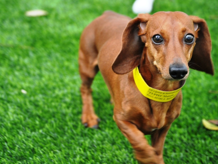 Artificial Turf Cost Whispering Pines, Arizona Artificial Turf For Dogs, Dog Kennels