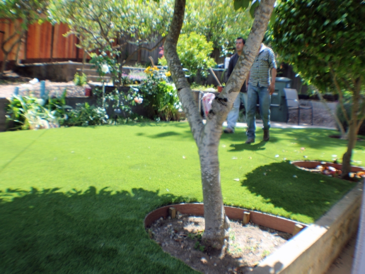 Grass Carpet Aguila, Arizona City Landscape, Small Backyard Ideas