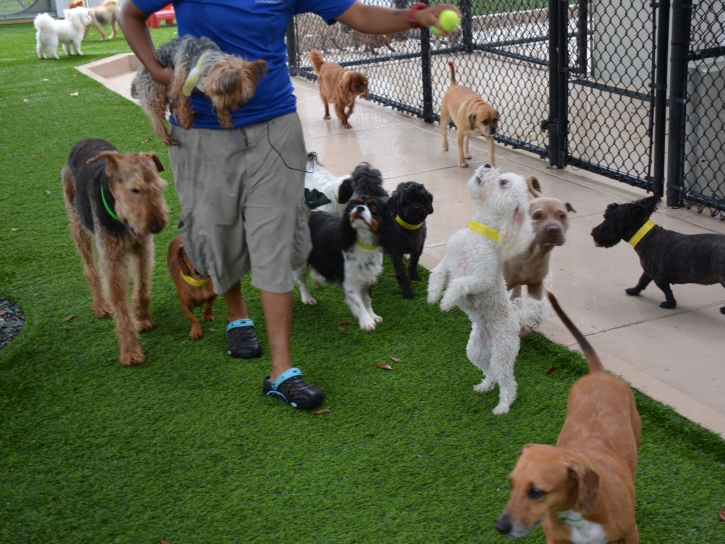 Installing Artificial Grass Tonto Village, Arizona Artificial Turf For Dogs, Grass for Dogs